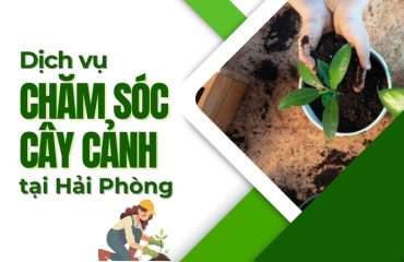 dich-vu-cham-soc-cay-canh