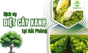 dich-vu-diet-cay-xanh