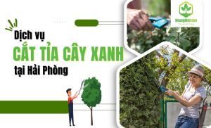 Tải thêm Chi tiết tệp đính kèm Dich-vu-cat-tia-cay-xanh-tai-Hai-Phong