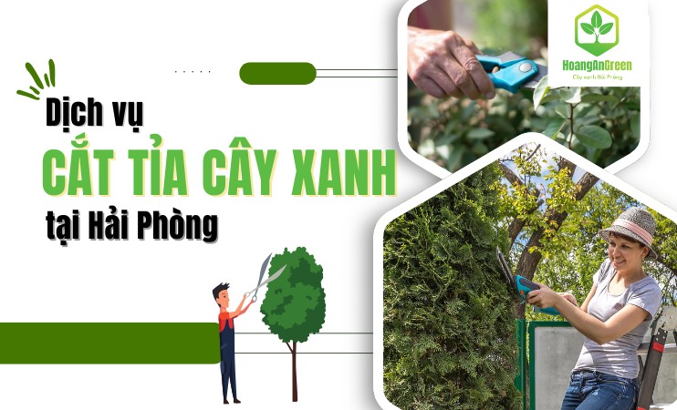 Dịch vụ cắt tỉa cây xanh tại HoangAnGreen là giải pháp chăm sóc cây chuyên nghiệp dành cho nhà ở, bi...