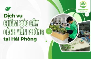 Dich-vu-cham-soc-cay-canh-van-phong-tai-Hai-Phong