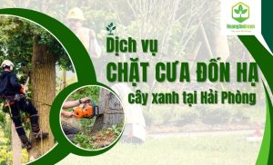 Dich-vu-chat-cua-don-ha-cay-xanh-tai-Hai-Phong