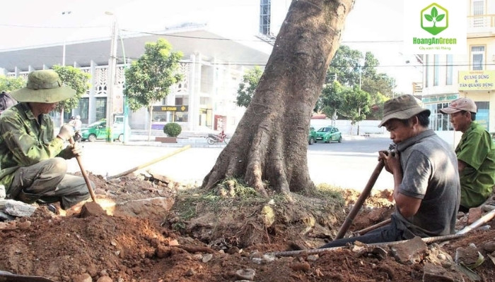 Dich-vu-dao-goc-cay-chuyen-nghiep-tai-Hai-Phong