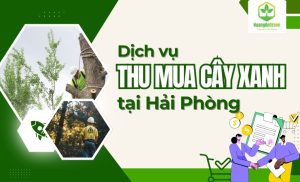 Dich-vu-thu-mua-cay-xanh-tai-Hai-Phong