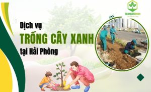Dich-vu-trong-cay-xanh-tai-Hai-Phong