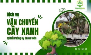 Dich-vu-van-chuyen-cay-xanh