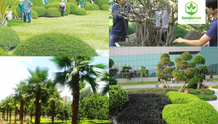 Ky-thuat-chuyen-mon-cao-dich-vu-cat-tia-cay-xanh-tai-hai-phong