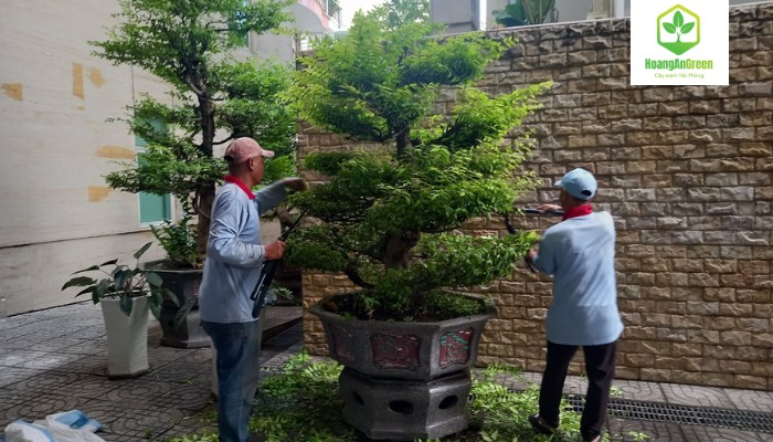 Lien-he-HoangAn-Green-ngay-de-nhan-uu-dai-dich-vu-cat-tia-cay-xanh-tai-hai-phong