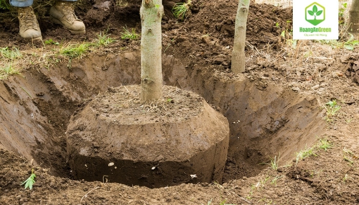 dich-vu-dao-goc-cay-tai-Hai-Phong