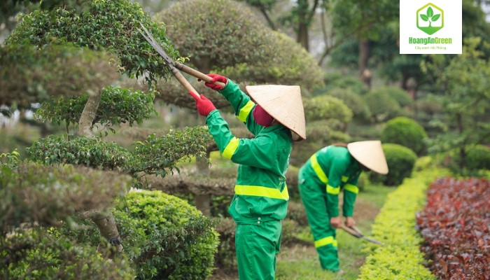 Nen-cat-tia-cay-dinh-ky-dich-vu-cat-tia-cay-xanh-tai-hai-phong