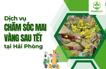 Dich-vu-cham-soc-cay-mai-sau-tet-tai-Hai-Phong