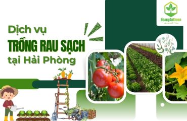 Dich-vu-trong-rau-sach-tai-nha-tai-Hai-Phong