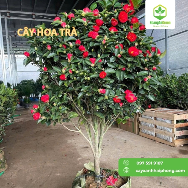 Hinh-anh-cay-hoa-tra
