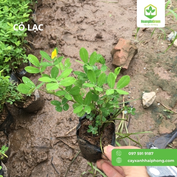 Hinh-anh-cay-co-lac