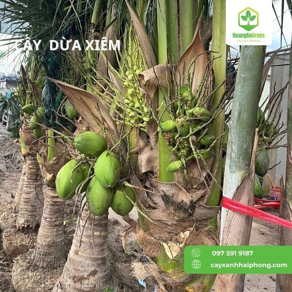 Hinh-anh-cay-dua-xiem