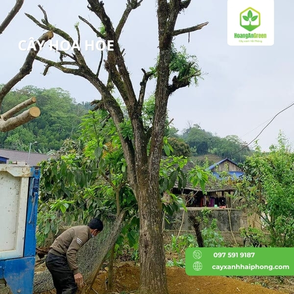 Hinh-anh-cay-hoa-hoe