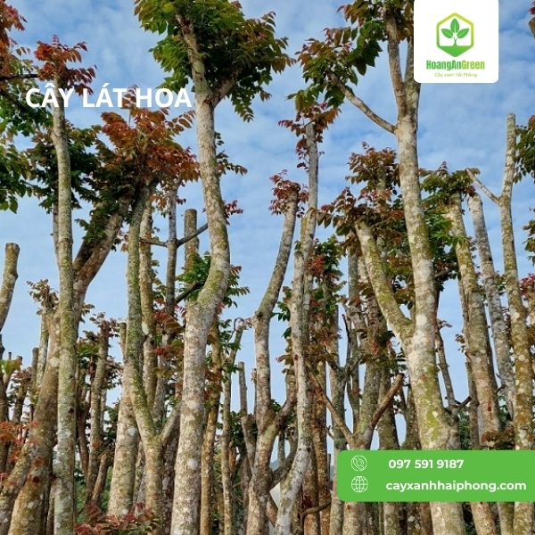 Hinh-anh-cay-lat-hoa