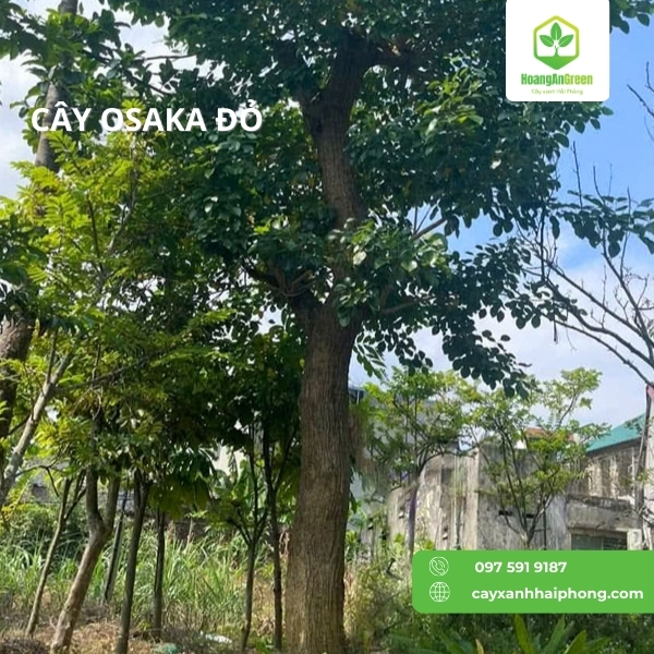Hinh-anh-cay-osaka-do