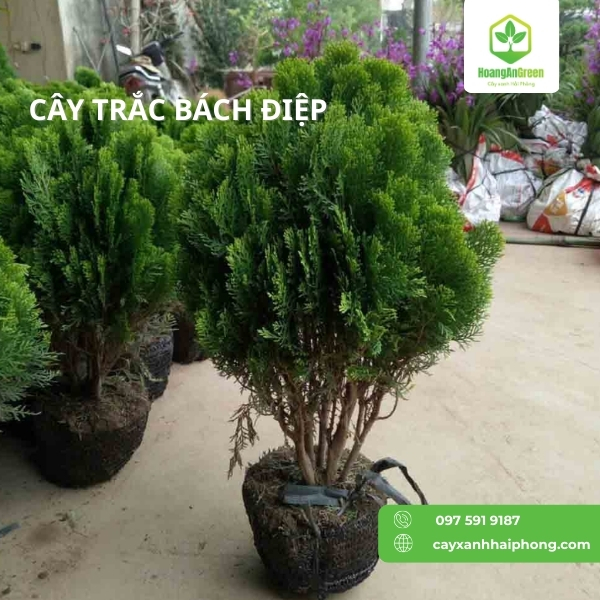 Hinh-anh-cay-trach-bach-diep