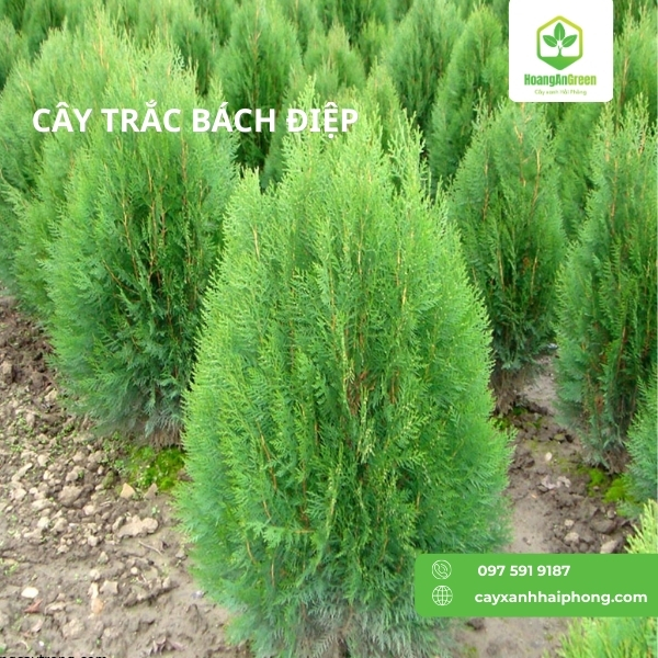 Hinh-anh-cay-trach-bach-diep