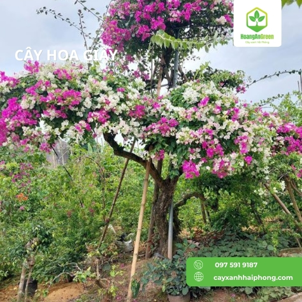 Hinh-anh-cay-bang-dai-loan