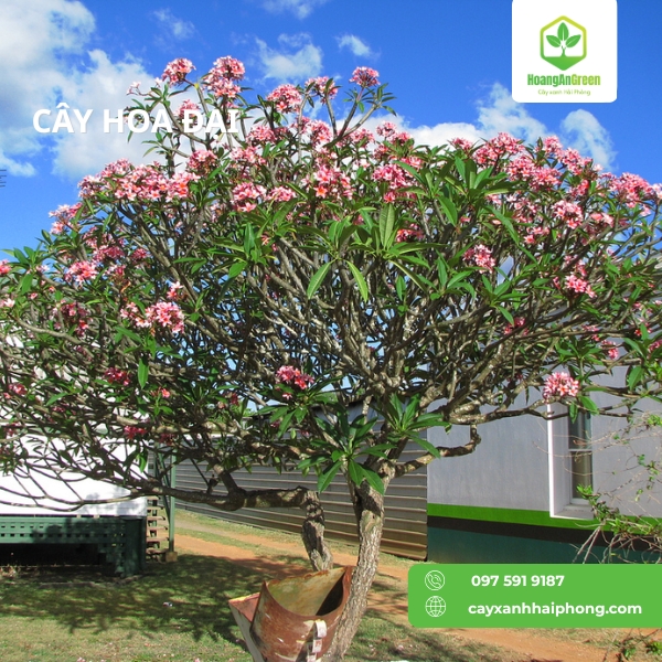 Hinh-anh-cay-hoa-dai