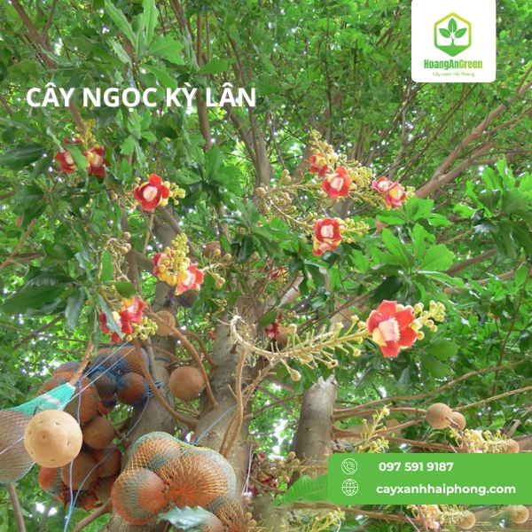 Hinh-anh-cay-hoa-ky-lan