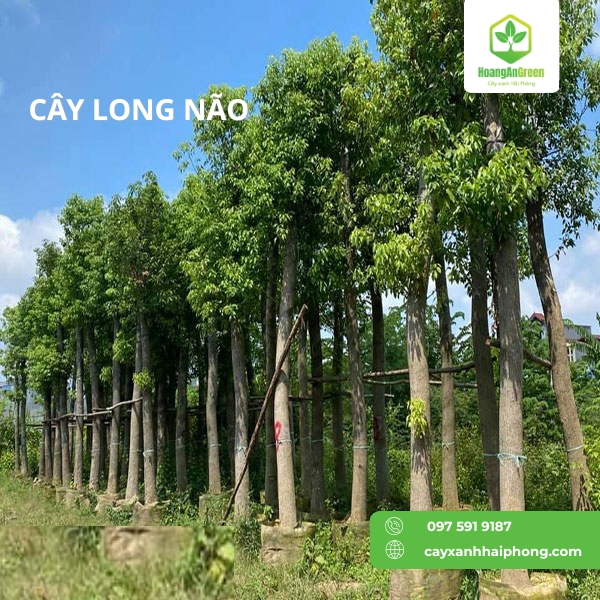 Hinh-anh-cay-long-nao