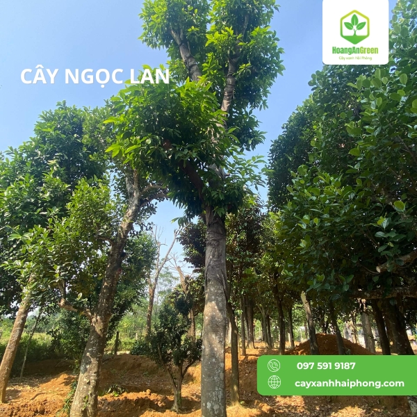 Hinh-anh-cay-ngoc-lan