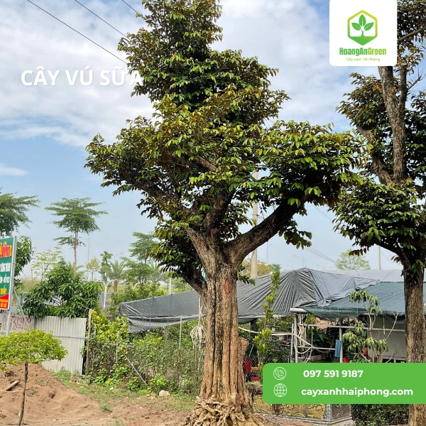 Hinh-anh-cay-vu-sua