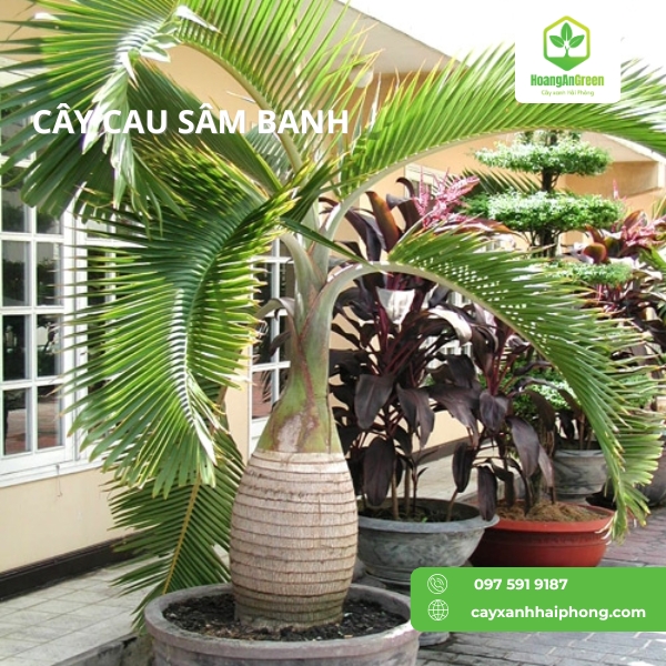 Hinh-anh-cay-cau-sam-banh