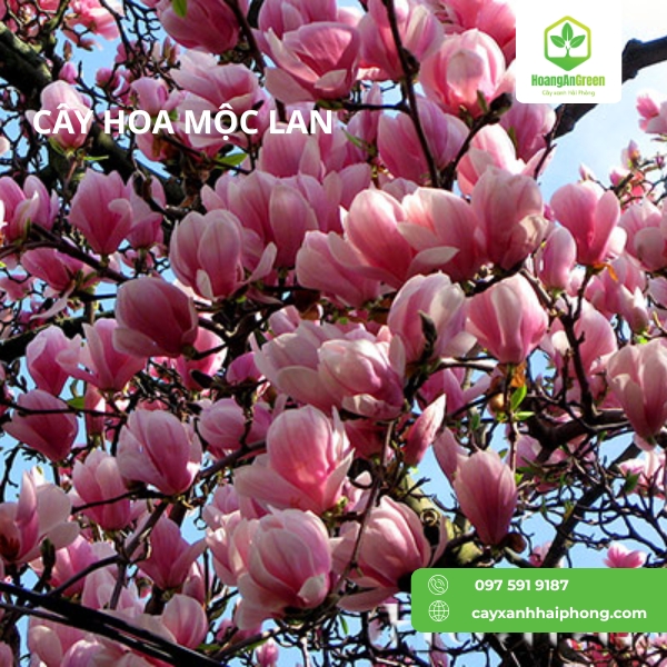Hinh-anh-cay-hoa-moc-lan