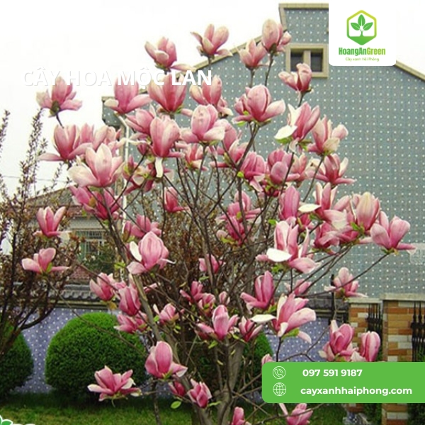 Hinh-anh-cay-hoa-moc-lan