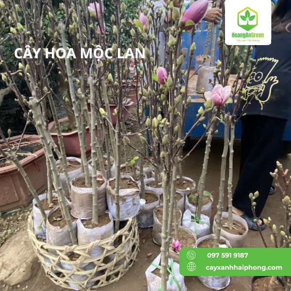 Hinh-anh-cay-hoa-moc-lan