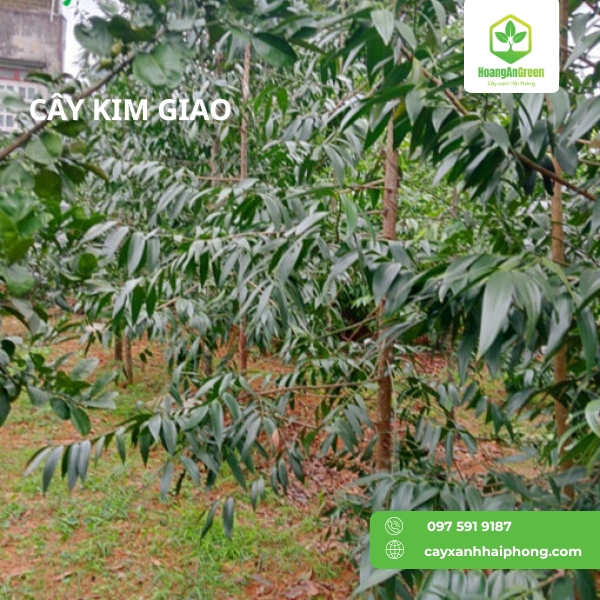 Hinh-anh-cay-kim-giao