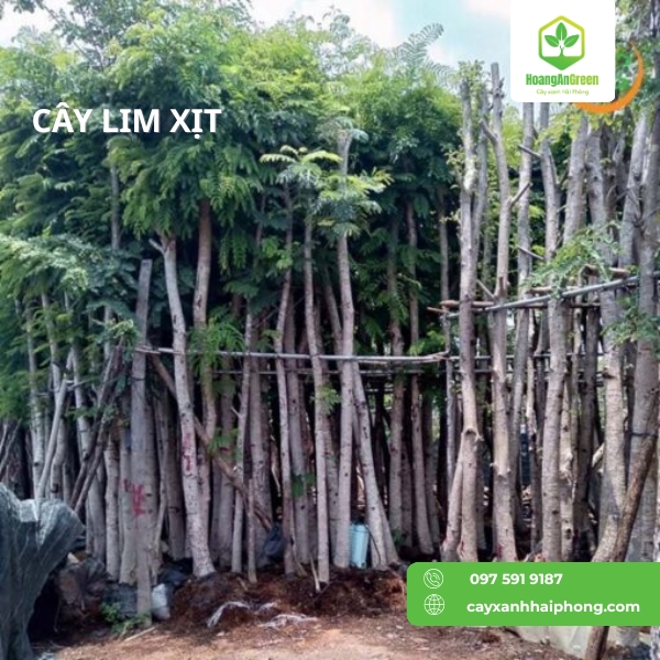 Hinh-anh-cay-lim-xit