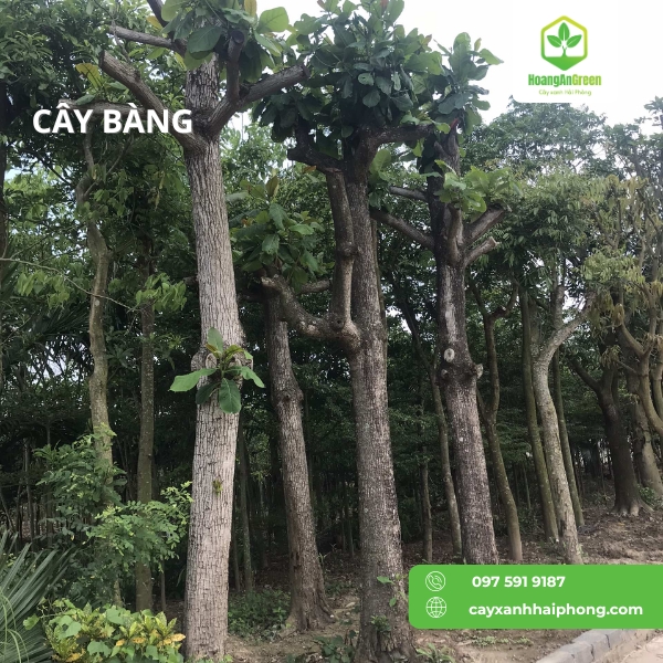 Hinh-anh-cay-bang