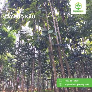 Hinh-anh-cay-cho-nau-nuoc