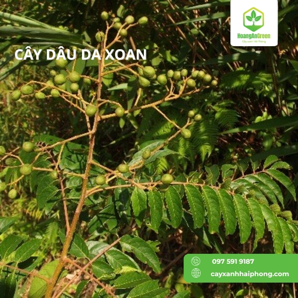 Hinh-anh-cay-dau-da-xoan