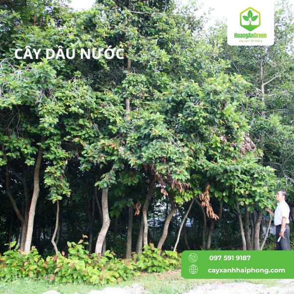 Hinh-anh-cay-dau-nuoc