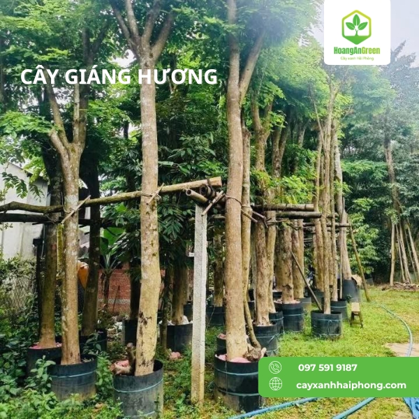 Hinh-anh-cay-nguyet-que