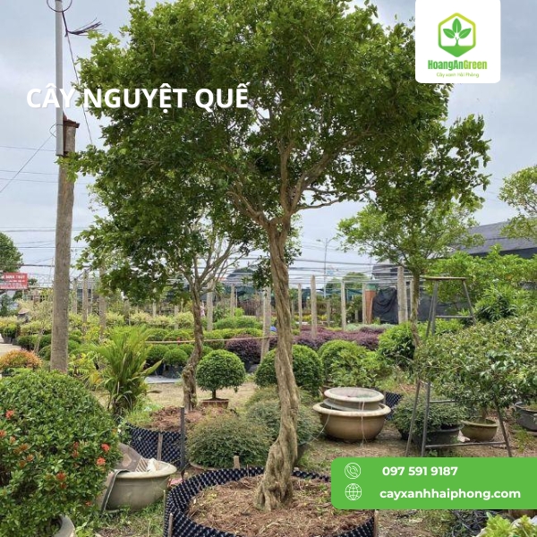 Hinh-anh-cay-nguyet-que